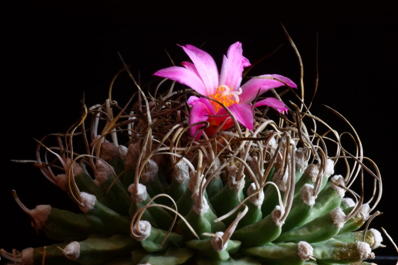 Turbinicarpus alonsoi 