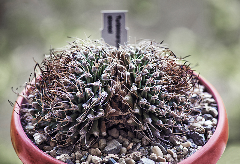 Turbinicarpus alonsoi 