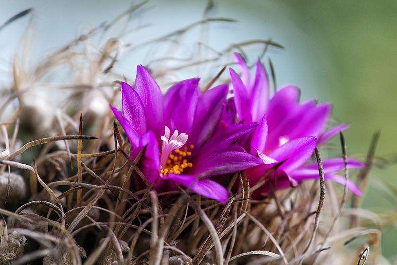 Turbinicarpus alonsoi 