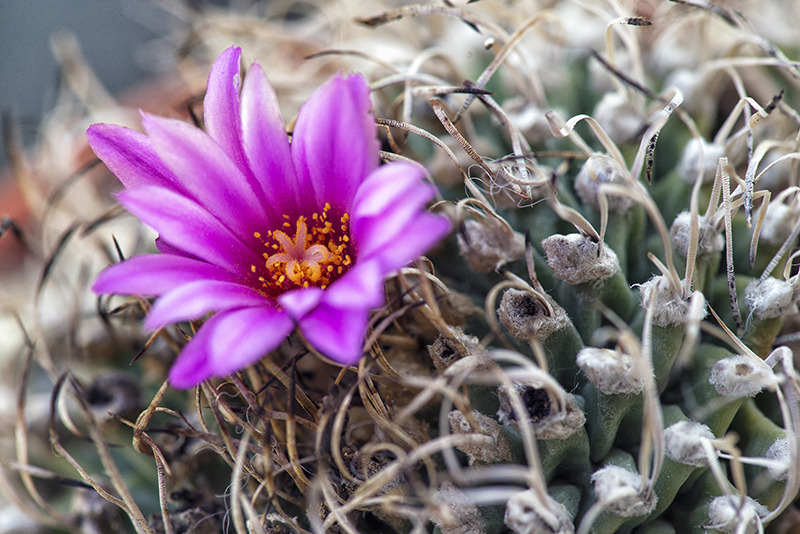 Turbinicarpus alonsoi 