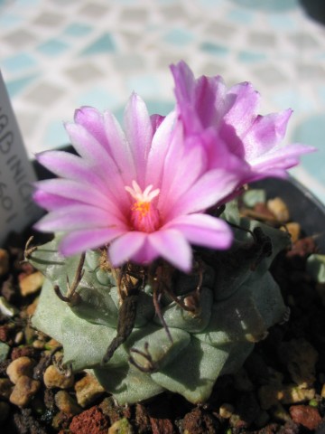 Turbinicarpus alonsoi 