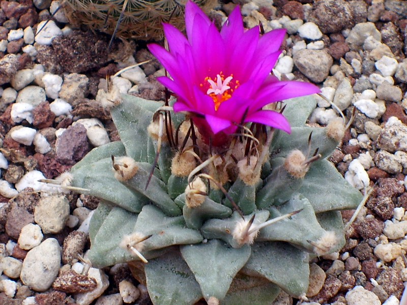 Turbinicarpus alonsoi 