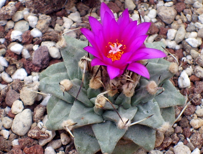 Turbinicarpus alonsoi 