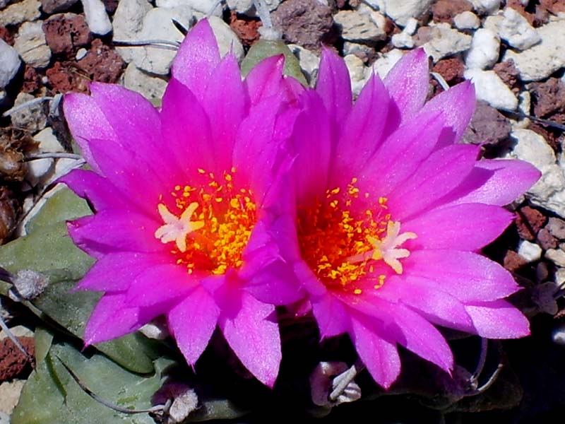 Turbinicarpus alonsoi 