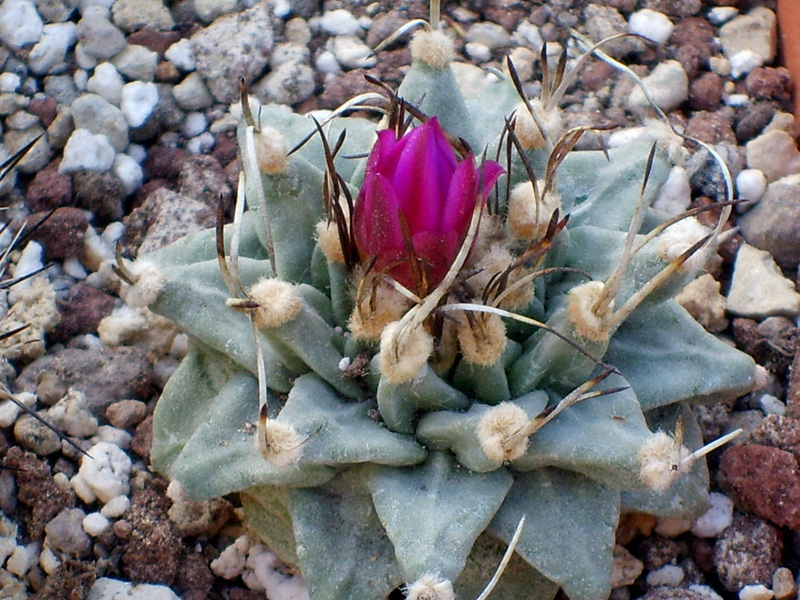 Turbinicarpus alonsoi 