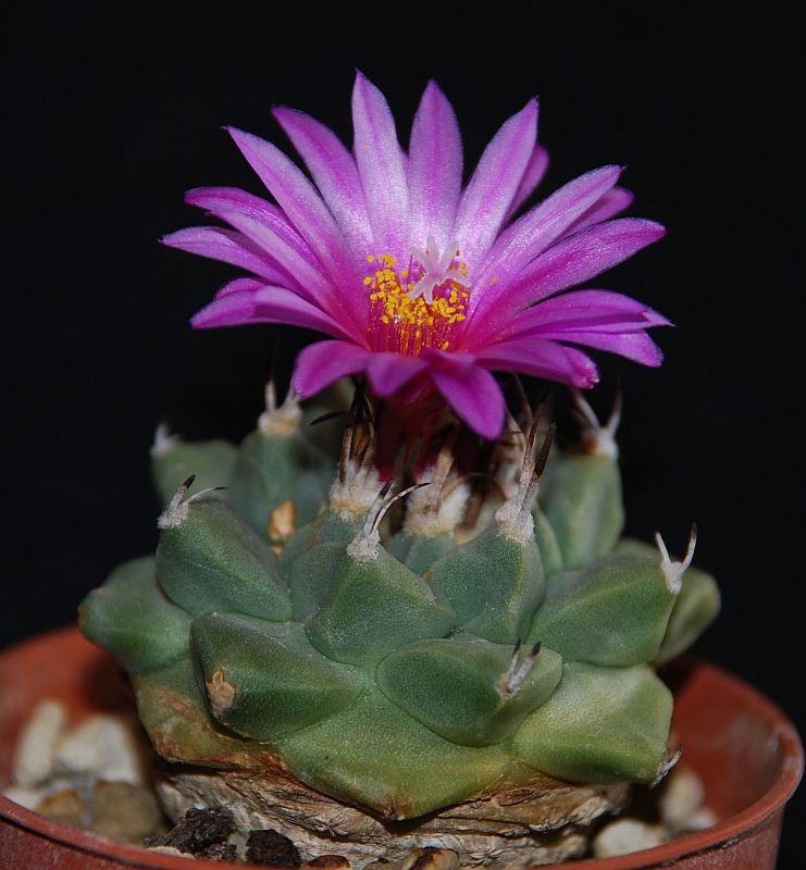 Turbinicarpus alonsoi 