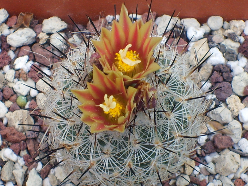 Turbinicarpus beguinii ssp. hintoniorum 