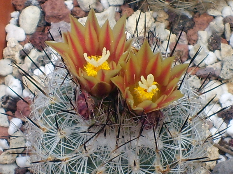 Turbinicarpus beguinii ssp. hintoniorum 
