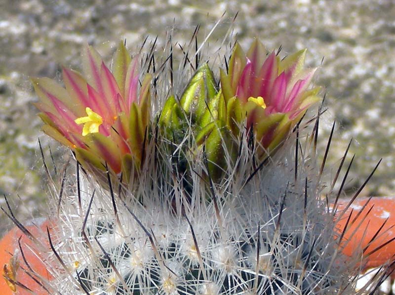 Turbinicarpus beguinii ssp. hintoniorum 