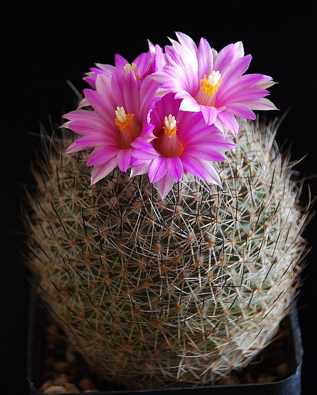 Turbinicarpus beguinii 