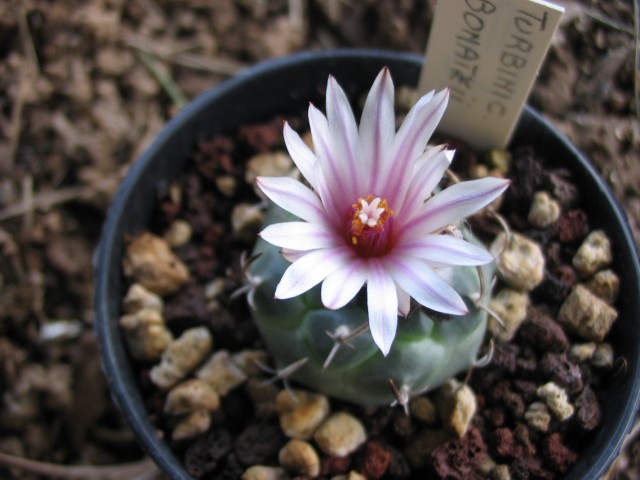 Turbinicarpus bonatzii 