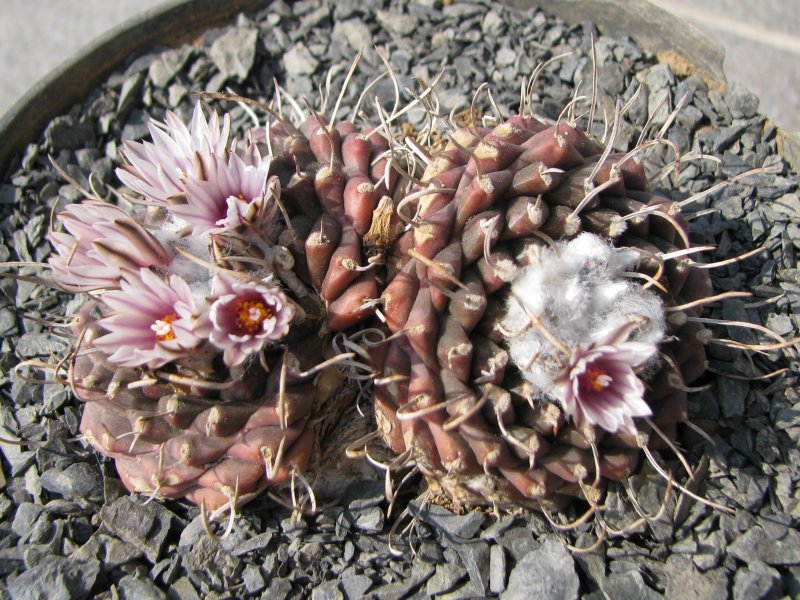 Turbinicarpus bonatzii 