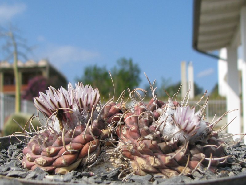 Turbinicarpus bonatzii 