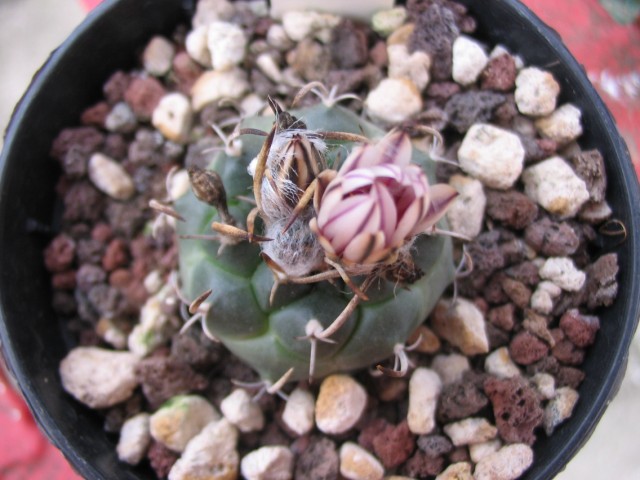 Turbinicarpus bonatzii 