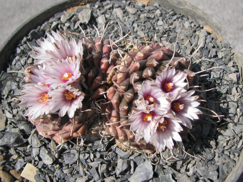 Turbinicarpus bonatzii 