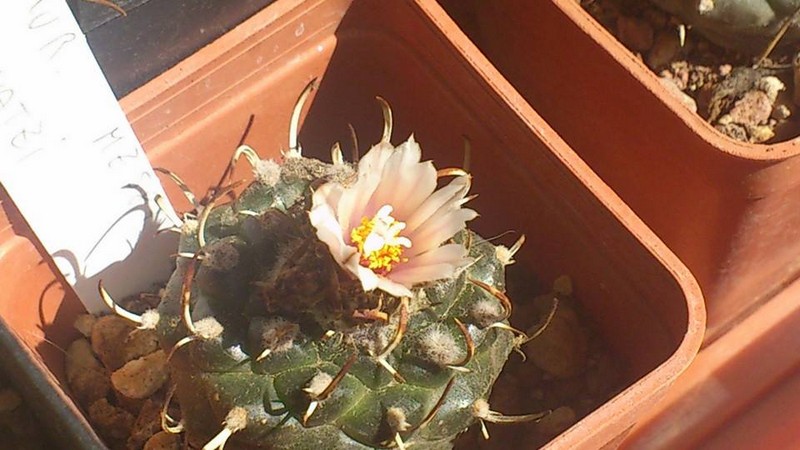 Turbinicarpus bonatzii MZ 587