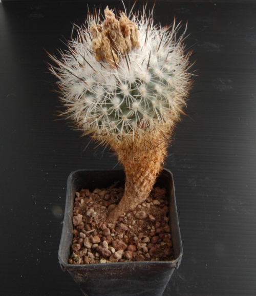 Turbinicarpus booleanus x zaragosaee 