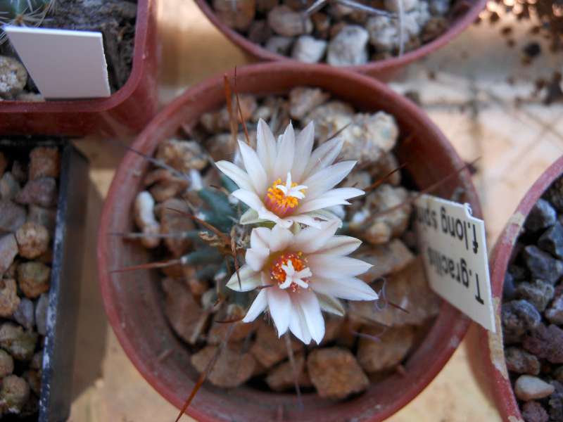 Turbinicarpus gracilis 
