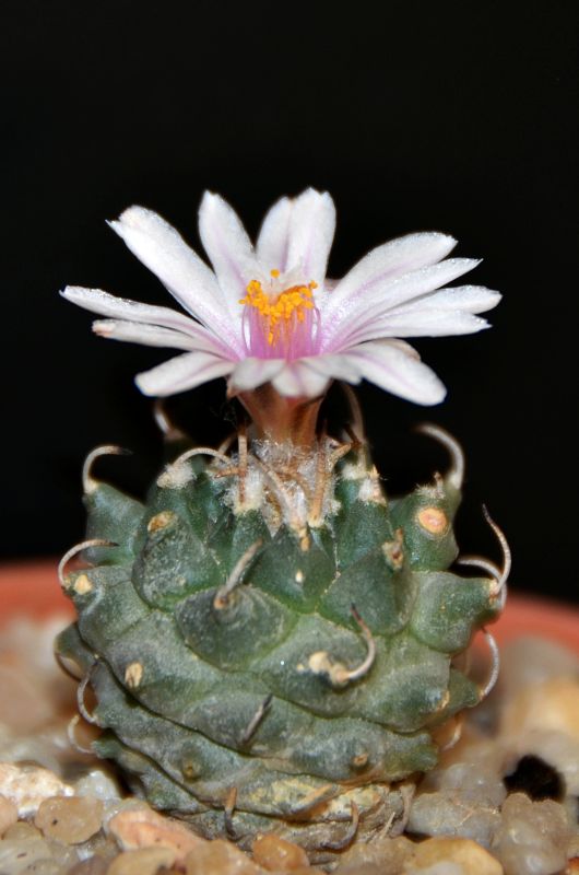 Turbinicarpus panarottoi 