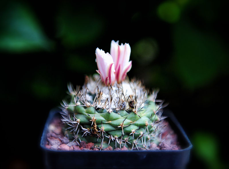Turbinicarpus hoferi 
