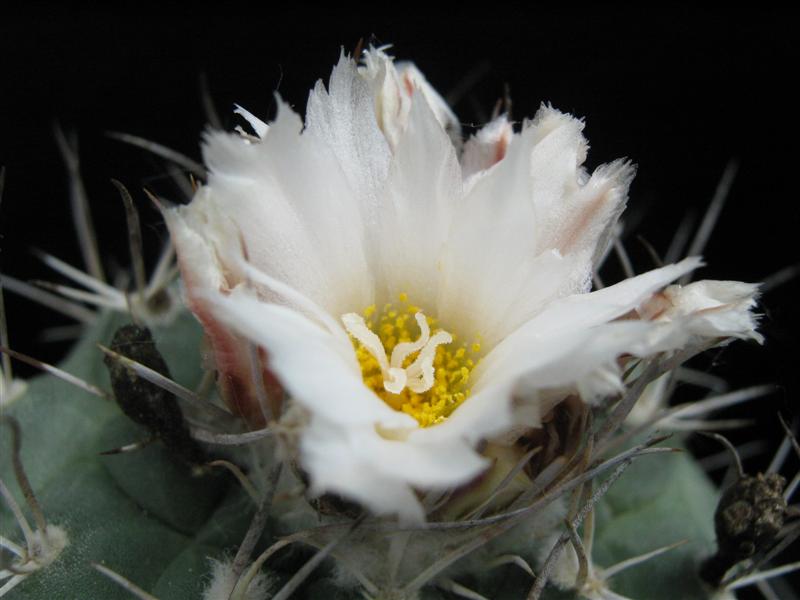 Turbinicarpus hoferi 