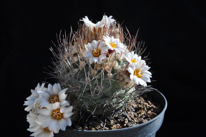 Turbinicarpus hoferi 