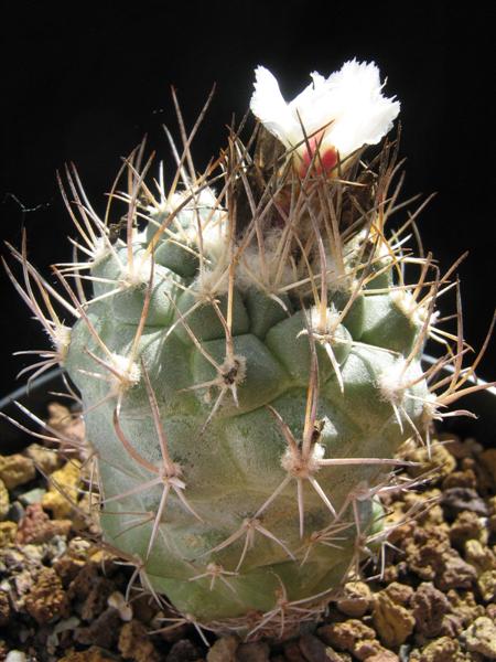 Turbinicarpus Hoferi 