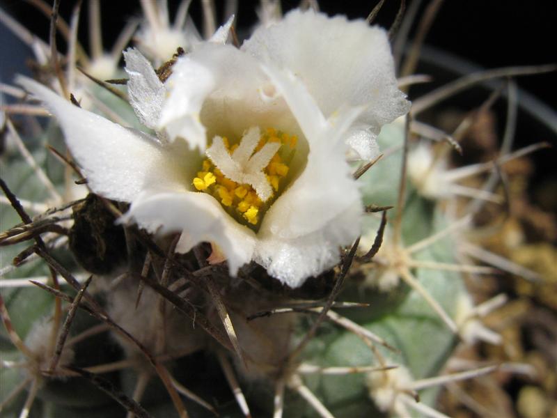 Turbinicarpus hoferi 
