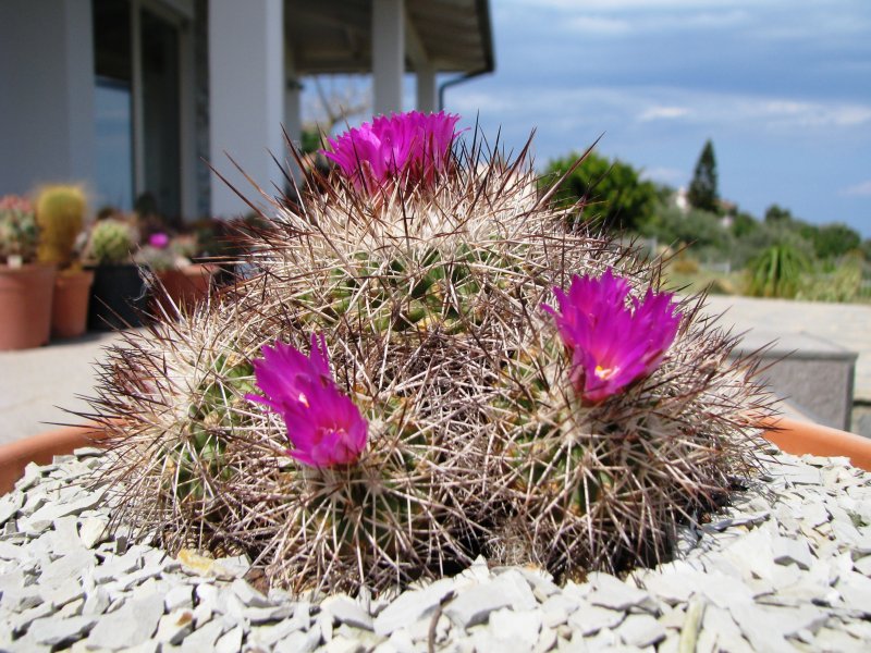 Turbinicarpus horripilus 