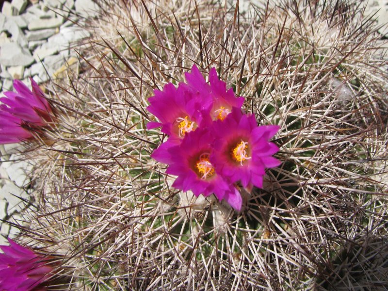 Turbinicarpus horripilus 