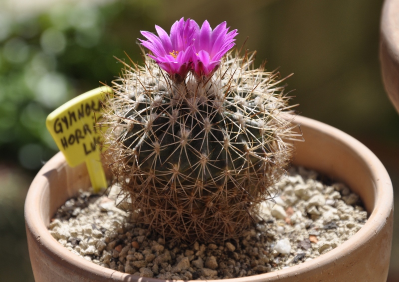 Turbinicarpus horripilus 