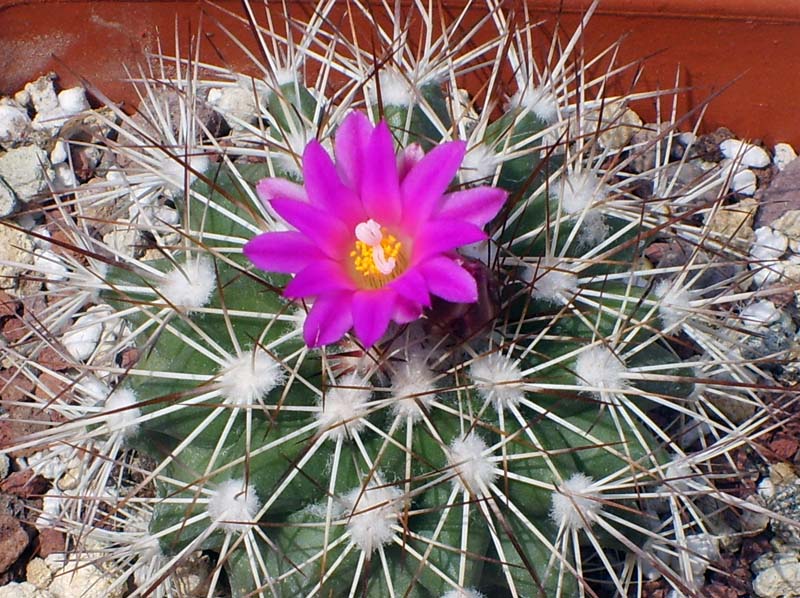 Turbinicarpus horripilus 