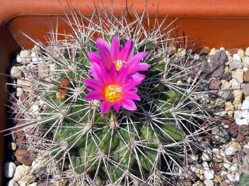 Turbinicarpus horripilus 