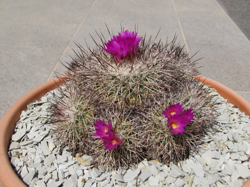 Turbinicarpus horripilus 