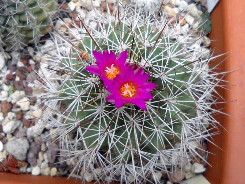 Turbinicarpus horripilus 