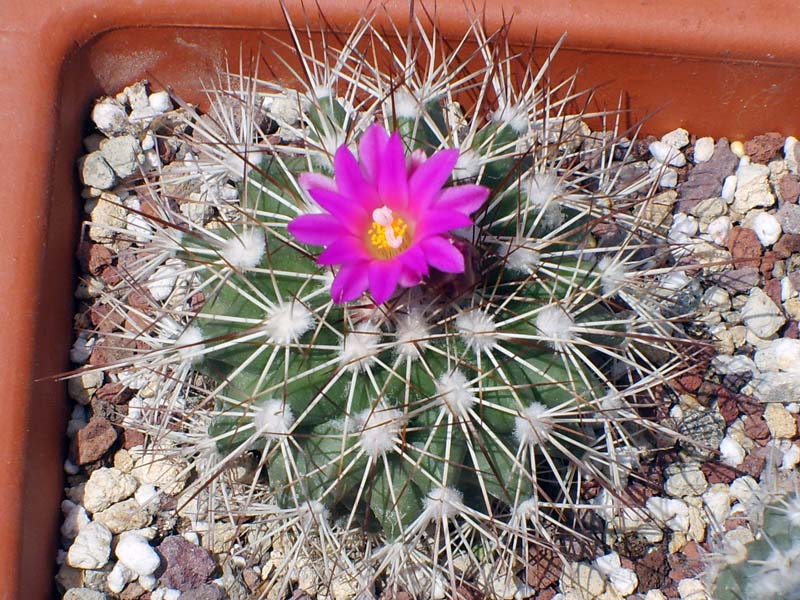 Turbinicarpus horripilus 