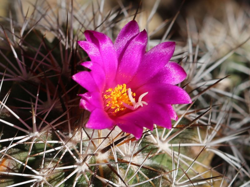 turbinicarpus horripilus