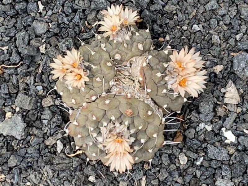 Turbinicarpus jauernigii 