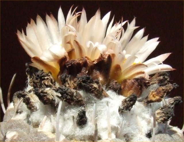 Turbinicarpus jauernigii 