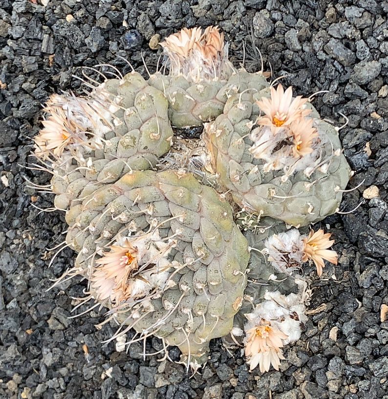 Turbinicarpus jauernigii 