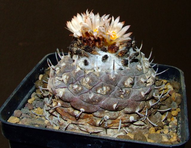 Turbinicarpus jauernigii 