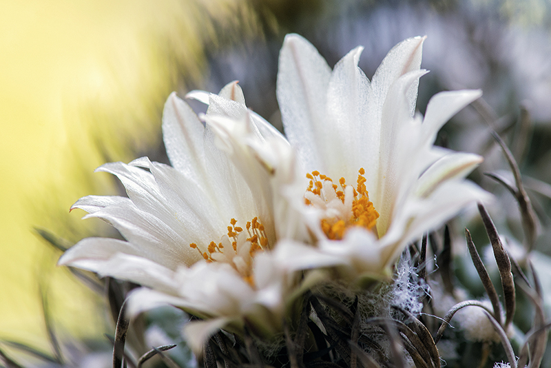 Turbinicarpus klinkerianus 