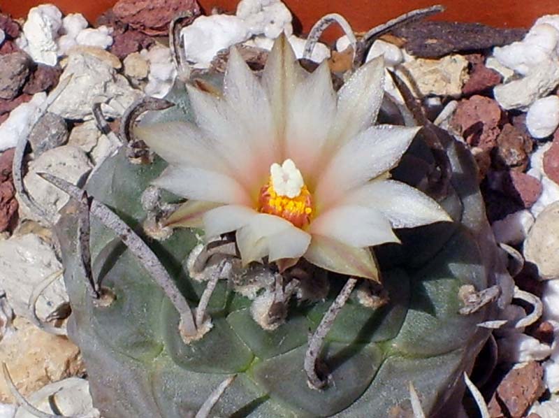 Turbinicarpus klinkerianus 