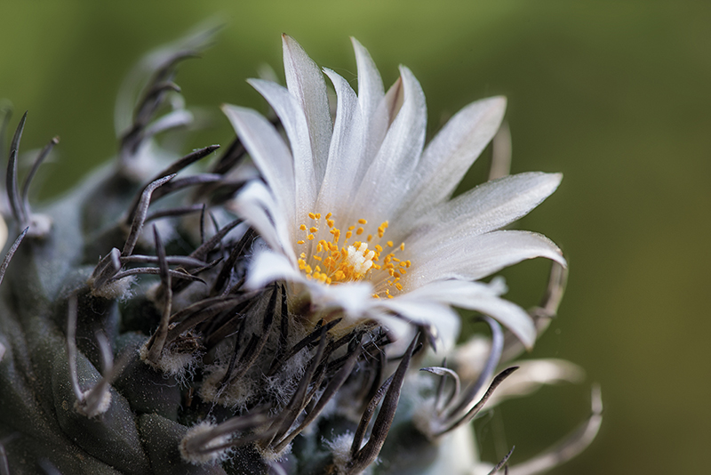 Turbinicarpus klinkerianus 