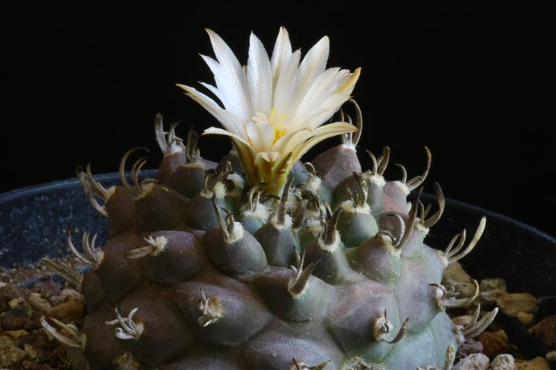 Turbinicarpus klinkerianus 