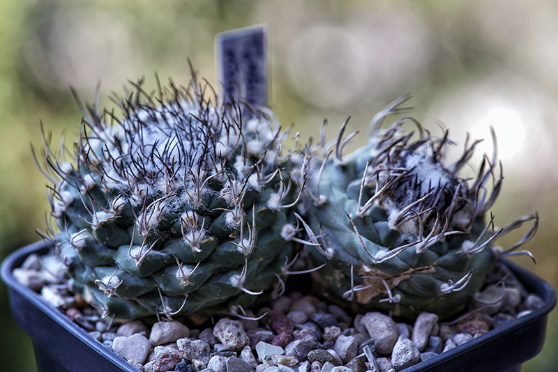 Turbinicarpus klinkerianus 