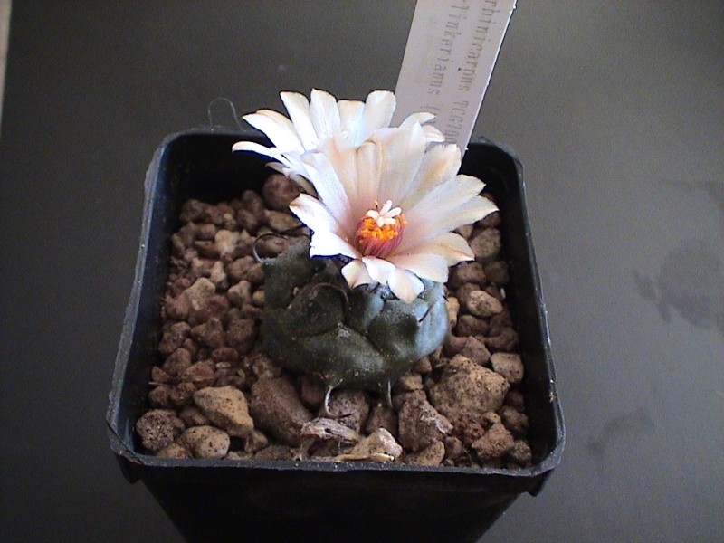 Turbinicarpus klinkerianus 