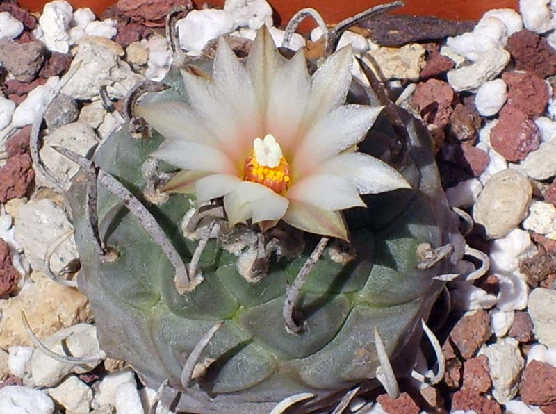 Turbinicarpus klinkerianus 