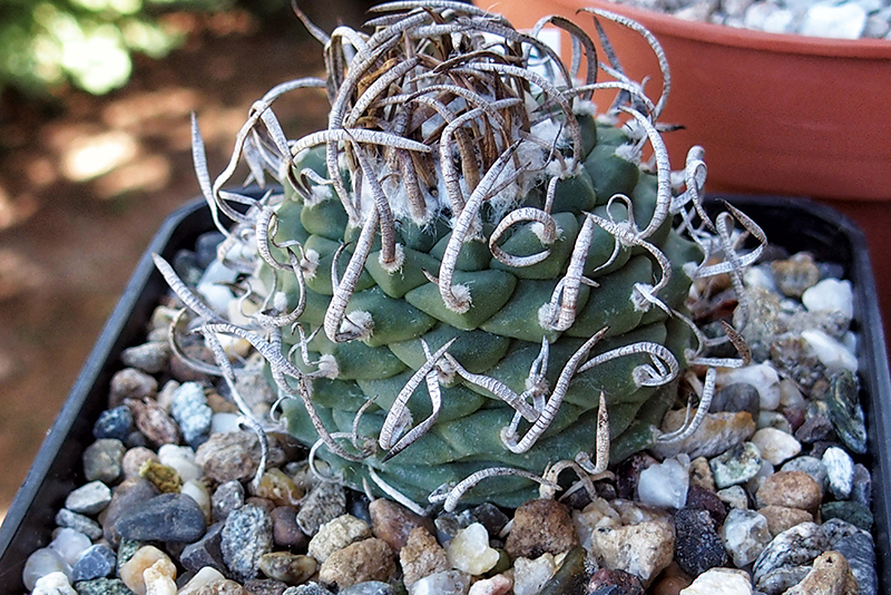 Turbinicarpus klinkerianus 