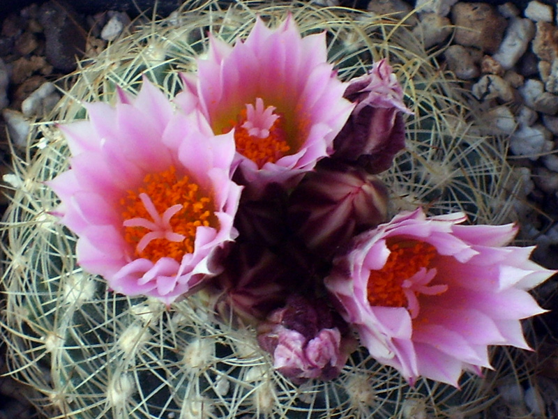 Turbinicarpus knuthianus 